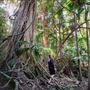 Ardeena - Jungle / Rainforest Private Property