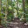 Ardeena - Jungle / Rainforest Private Property