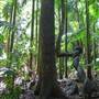 Terania Creek - Waterfalls & Rainforest