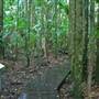 Terania Creek - Waterfalls & Rainforest