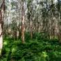 Island Quarry - Eucalypt Forest