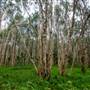 Island Quarry - Eucalypt Forest
