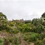 Hickey Island - Yamba