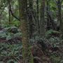 Cathedral of Ferns - Mount Wilson