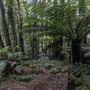 Cathedral of Ferns - Mount Wilson