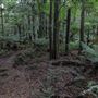 Cathedral of Ferns - Mount Wilson