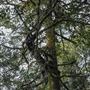 Cathedral of Ferns - Mount Wilson
