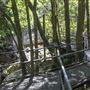 Minnamurra Rainforest Walk - Budderoo National Park