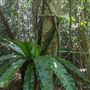 Minnamurra Rainforest Walk - Budderoo National Park