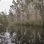 Cudgen Creek