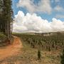 Jenolan State Forest - Logged Area
