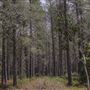 Jenolan State Forest