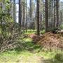 Jenolan State Forest