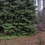 Dingo Road Arboretum - Vulcan State Forest