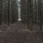 Dingo Road Arboretum - Vulcan State Forest