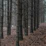 Dingo Road Arboretum - Vulcan State Forest