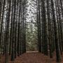 Dingo Road Arboretum - Vulcan State Forest