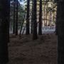 Dingo Road Arboretum - Vulcan State Forest