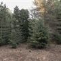 Dingo Road Arboretum - Vulcan State Forest