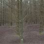 Douglas Fir Stand - Vulcan State Forest