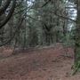 Douglas Fir Stand - Vulcan State Forest
