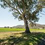 Tamworth