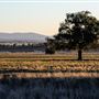 Tamworth