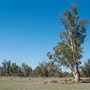 Gunnedah
