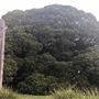 Mick Ryan Park - Big Fig Tree