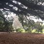 Mick Ryan Park - Big Fig Tree