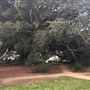 Mick Ryan Park - Big Fig Tree