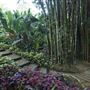 Crystal Castle - Bamboo Avenue