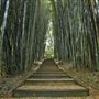 Crystal Castle - Bamboo Avenue
