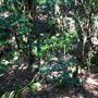 Glengariff Estate Rainforest