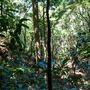 Glengariff Estate Rainforest