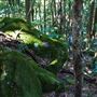 Glengariff Estate Rainforest