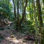 Glengariff Estate Rainforest