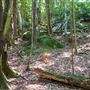 Glengariff Estate Rainforest