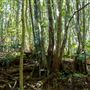Glengariff Estate Rainforest