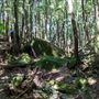 Glengariff Estate Rainforest