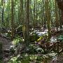 Glengariff Estate Rainforest
