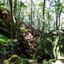 Glengariff Estate Rainforest