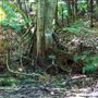 Glengariff Estate Rainforest