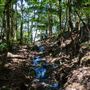 Glengariff Estate Rainforest