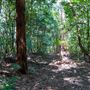 Glengariff Estate Rainforest