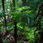 Glengariff Estate Rainforest