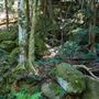 Glengariff Estate Rainforest