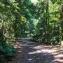 Glengariff Estate Rainforest