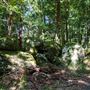 Glengariff Estate Rainforest