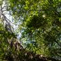 Glengariff Estate Rainforest